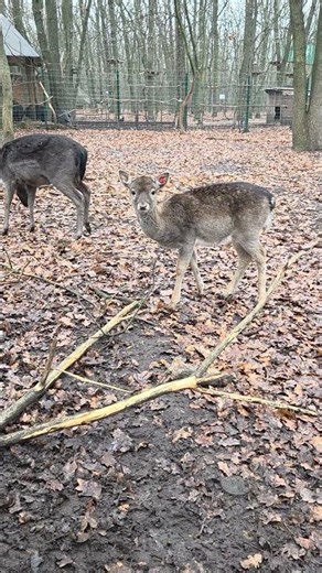 Bembi #animals #little #cute #wildanimals #baby