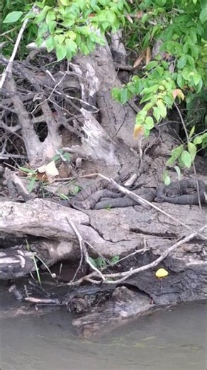 Cottonmouths Three of them #snake #venomous