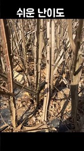 수목감별 조경기능사 산림기사 실기 시험문제