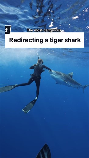 Understanding Tiger Sharks and Human Impact