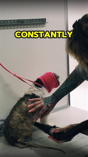 Beneficiaries of the probiotic use for: improve nutrient absorbery, abagement of immune deficiency, intestinal microbia health and intestinal function, reduce allergies and gastrointestinal syms, such as hips, stimularing beneficial bacteria in the intestines, preventing digestive problems and chronic inflammation, cultivate pathogenic bacteria with beneficial bacteria in the intestines and controlling the rash rash#dog #fyp #doghealth #tiktok #probioticsfordogs