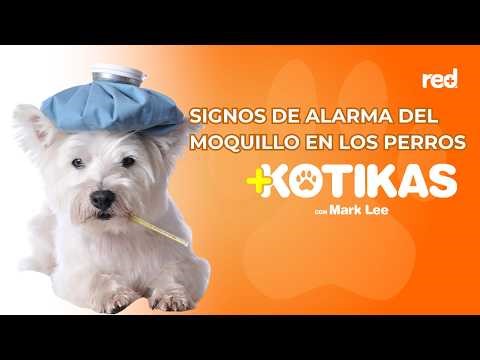 Recognize distemper in your dog: a possible epidemic has been reported | +Kotikas