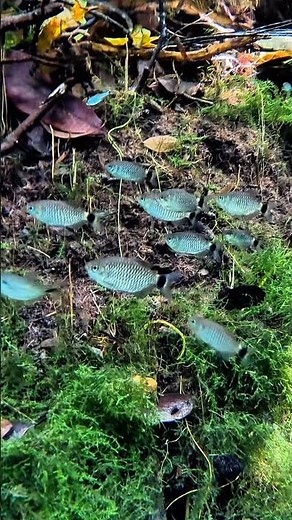 The Best Natureaquarium