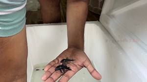 1.7K views | Unboxing!!! Rare Exotic Monster Fishes | BT Aqua Coimbatore Part 16 | Prasanth360 | Facebook