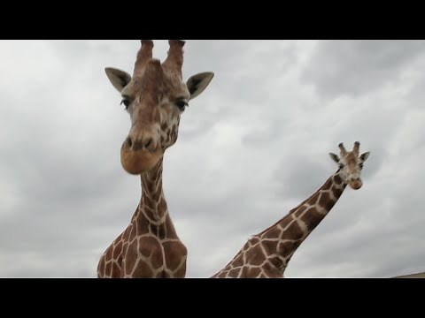 Safari North In Brainerd Opens With New Attractions And Animals
