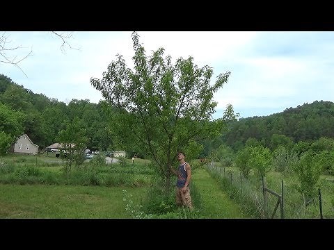 4 Year Peach Tree NEVER Pruned !!!