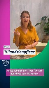 Wie pflegst du deine Tillandsien? #lebenundgenießen #pflegen #pflanzentipps | ARD Food