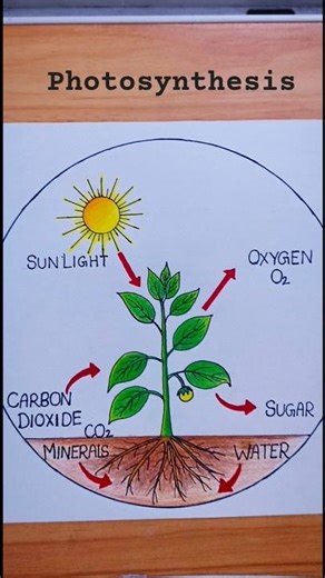 Photosynthesis Diagram drawing🌱How to draw Photosynthesis#shorts#photosynthesis#drawing#kidsdrawing