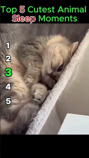 Top 5 Cutest Animal Sleep Moments 😴🐾