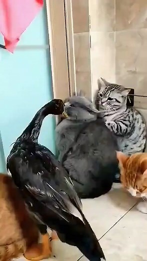 Funny video, lovely little animals being naughty to explosion, forgive me for not honest smile never deceives meow meow star people will kill you so wronged #cat