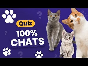 Special Cats QUIZ 😺: 24 100% kitty questions