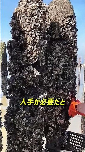 Specialized machinery for harvesting mussels from the sea stack