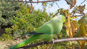 44K views · 3K reactions | Amazing Hand Tame Talking Ringneck Parrot | Parrot Paradise | Facebook