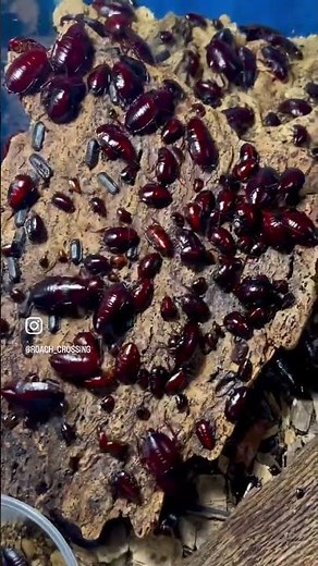 Most Common Cockroaches in California | How to Identify, Prevent, and Get Rid of Roaches Fast