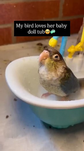 Pubity on Instagram: "This is adorable🥹🤣 @welovebirds865 Via ViralHog"