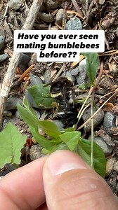 1K views · 328 reactions | Bumblebees are the best bees. Native to our ecosystem (unlike honeybees!), they are generally ground nesting, and great pollinators for both native plants and our fruits and veggies. And this… this is how they mate. This mated queen will then hibernate for the winter, and come out in the spring to find a place to start a new bumblebee colony from scratch. | Phil Torres | Facebook