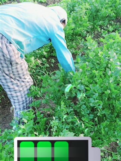 Benefits of Growing Your Own Celery at Home