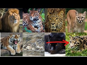 All Big Cats Sound Effects...Including Clouded Leopard