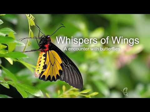 Slow Motion Butterfly in 4K | Peaceful Visuals for Stress Relief 🎵 #Butterfly #NatureVideo