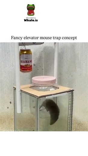 Meme Dekh 👇 on Instagram: "The video demonstrates a DIY "elevator" trap built from PVC pipes, baited platforms, and a water basin, where rodents trigger a drop mechanism to fall into drowning water, capturing multiple rats efficiently in under 13 seconds. -a curator of wonder-inducing content, the trap garnered over 1.8 million views and 2,300 likes within a day, with replies debating its mislabeling as a "mouse" trap given the larger rodents shown. - While viral since late 2024 across platform