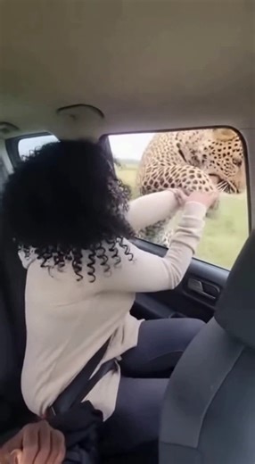 This is why safari guides always say “Windows up, hands in!