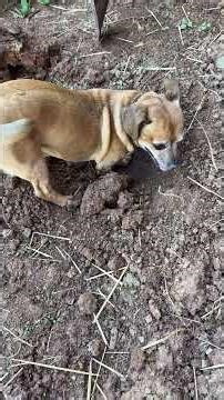 MInion does the hard part #narrowayhomestead #theoneandonlyminion #gardener #dig #plants