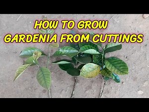 HOW TO GARDENIA FROM CUTTINGS