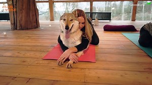 5K views · 442 reactions | Wolf Yoga: I try yoga with my wolf Kumi - how will it go? . Video @Anneka Svenska Music creative commons licence granted by Kevin Macleod #wolf #wolves #wolfdog #doga #yoga #dogyoga #czechoslovakianwolfdog | Anneka Svenska | Facebook