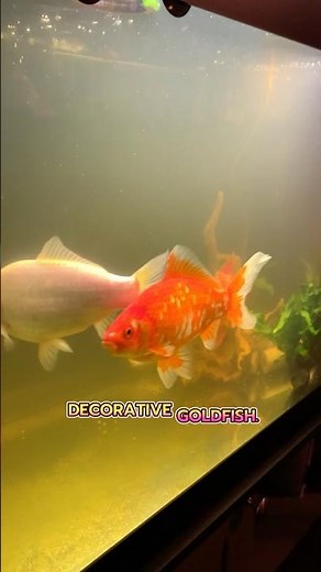 3 Tips For getting a Fish Tank #goldfishtank #fishkeepinghobby #fyp