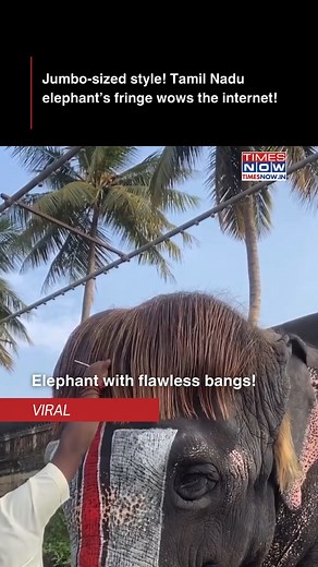 Meet Bob-cut Sengamalam, the adorable elephant from Tamil Nadu who's winning hearts with her unique hairstyle! Living at the Rajagopalaswamy Temple in Mannargudi, Sengamalam's stylish bob cut has made her an Internet sensation. Her gentle eyes and signature look remind us that beauty comes in all forms — even with a little fringe #BobCutSengamalam #Elephant #TimesNow #TimesNowNews | TIMES NOW