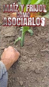 HOW TO PROPERLY INTERCROP CORN AND BEANS WITH THESE SIMPLE STEPS #corn #beans #milpa