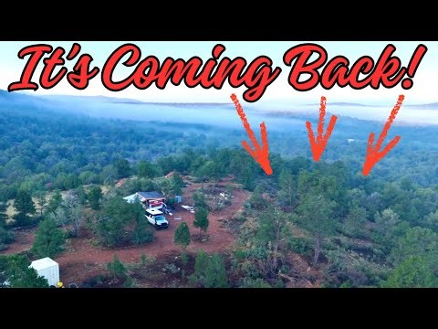 Rehabilitating A Pine Forest On My Northern Arizona Off-Grid Property