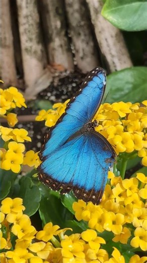 Niagara Butterfly Conservatory Full Tour is here 🦋 #animalshorts #butterfly #zoo #bugs #travel