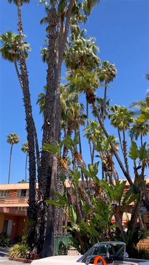 We’re officially on countdown mode for those sun-soaked pool days! Where will your Meridian travel this summer? Save 25% off the Trimmer Plus, Trimmer Premium, and Trimmer Original just in time for summer. No code needed. | Meridian Grooming