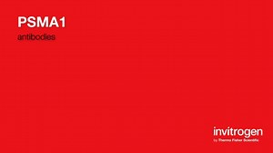 PSMA1 antibodies from Thermo Fisher Scientific