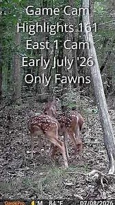 Game Cam Highlights 161 - Only Fawns #deer #wildlife #gamecamera #fawns