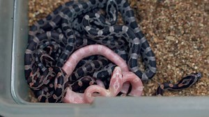 160K views · 286 shares | New couple clutches of baby corn snakes and Ball pythons! | Brian Barczyk | Facebook