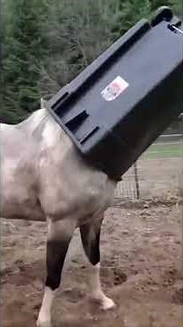 Hilarious Horse Antics Guaranteed to Make You LAUGH! #horse #funnyhorse