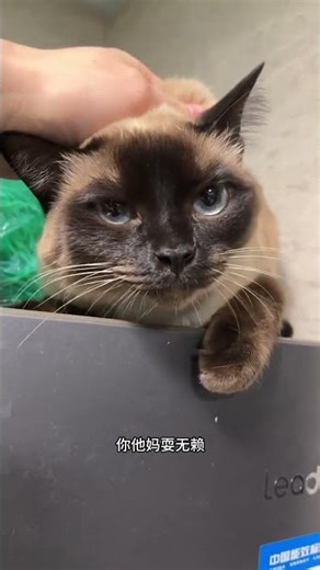 The Enigma of the Midnight Cat Sleepers | 中文标题: 午夜不睡的猫咪之谜