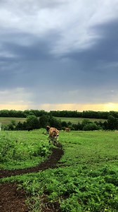 17K views · 888 reactions | Some really cool numbers about what it tales for your cow to make that gallon of milk. The nerd in me love these types of factoids and I hope you do too! | The Little Red Farm | Facebook