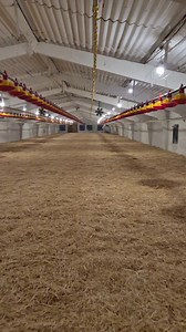 O serie noua de pui pregatire Hala 1000 m2 | Pui Ungurești s.Sadaclia