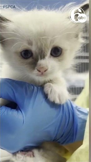 PSPCA rescues 78 Ragdoll cats and kittens from Lancaster County home