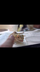 18K views · 540 reactions | Rosy is so silly! ❤️☺️ | Dragon Smart | Facebook