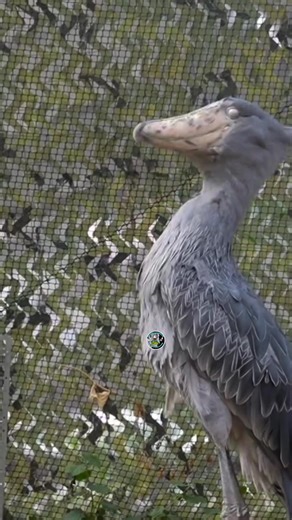 Shoebill Storks make the best noise when they clap their beaks #shoebillsound #shoebillstork #shoebill #fyp | ShoebillStork28
