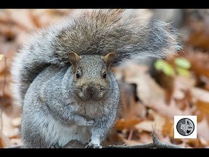 Cri de l'Écureuil gris/Sound of the Eastern Gray Squirrel