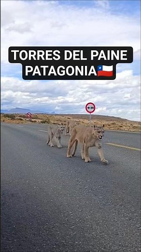 "200 Pumas en un solo🐅🏔 Parque"#wildlife #torresdelpaine #patagonia #puma #nationalpark