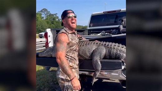 Barefoot wrangler helps police remove alligator from highway