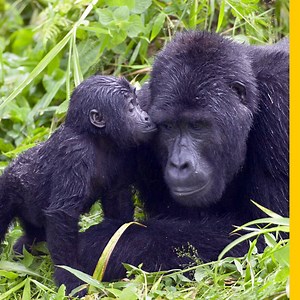 39K views · 855 reactions | Mountain gorillas can only survive in the...