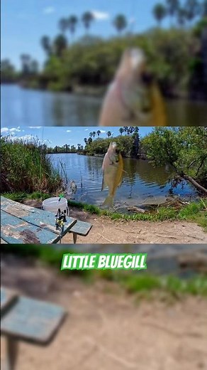 I Tried So Hard #FYP #fishing