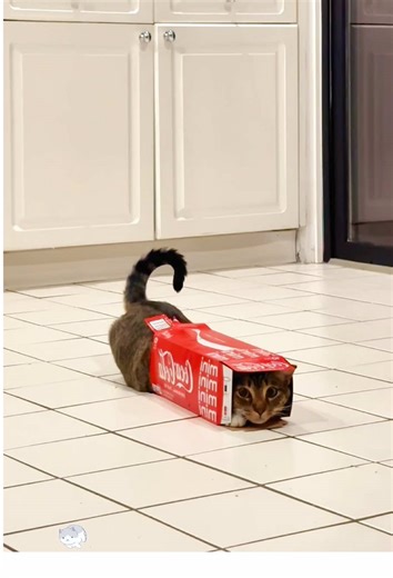 Why Cats Love Boxes: A Playful Exploration